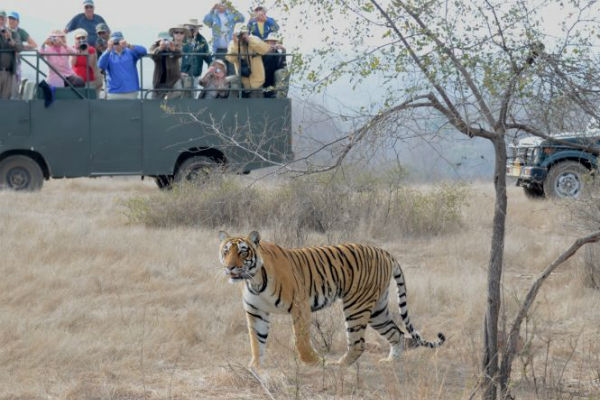 Ranthambore Full Day Safari Booking - Ranthambore Tour Package from Jaipur