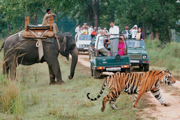 tigers tour delhi