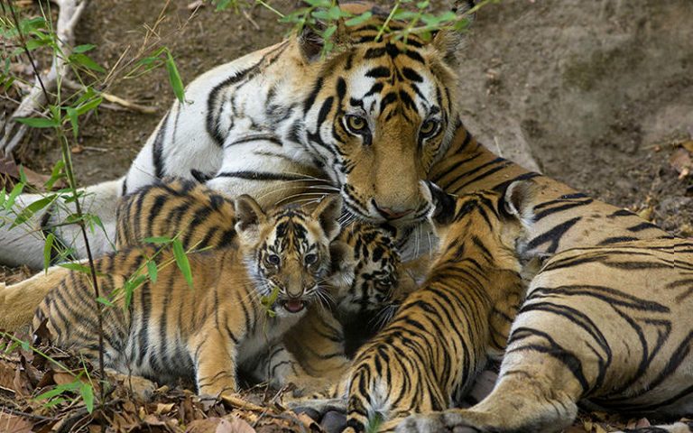 Bandhavgarh National park , once known for highest tiger density is in ...