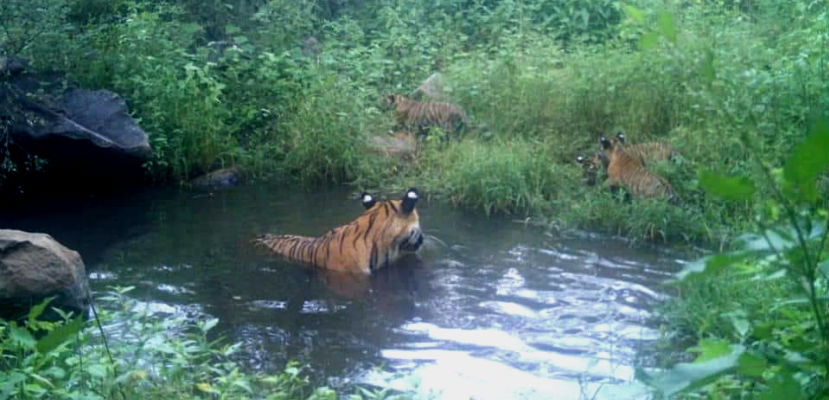 Mother Tiger with Cubs