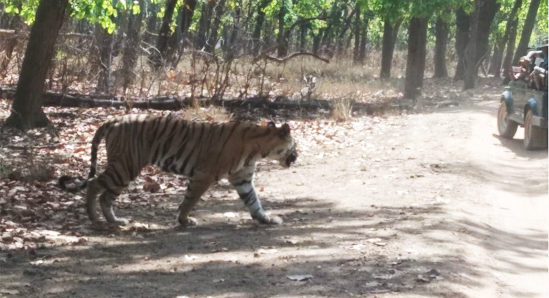 bandhavgarh safari price