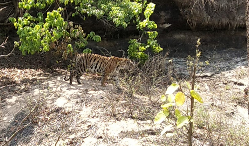 bandhavgarh safari price