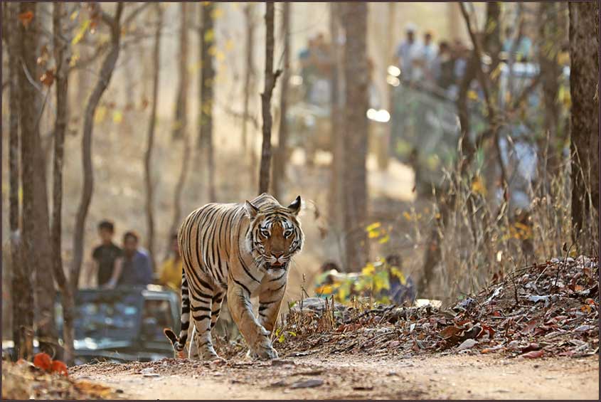 pench forest safari booking